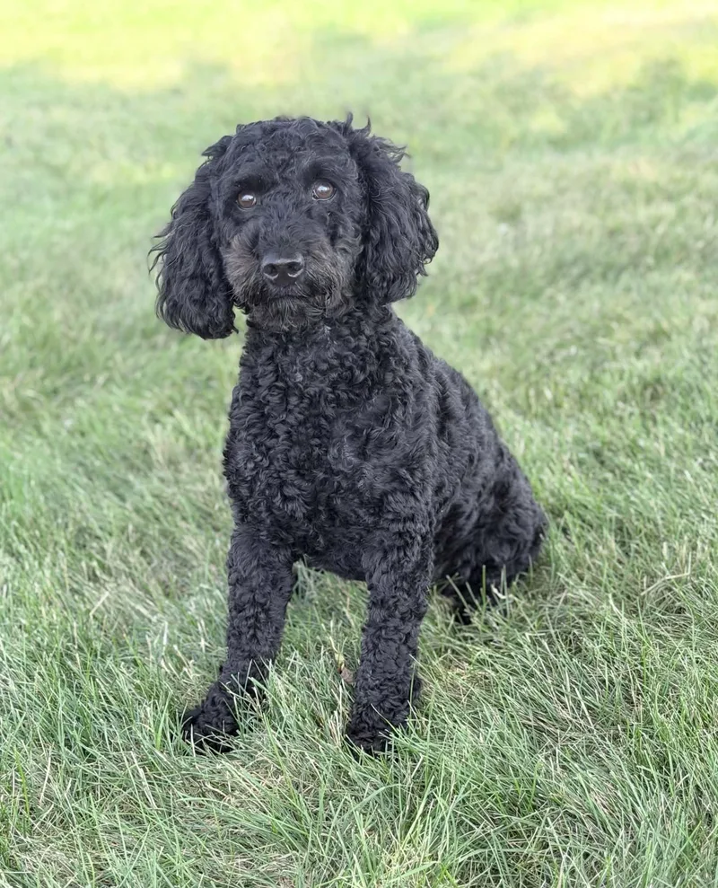 A young small-sized female Black Poodle dog named Pepper for adoption in Wapakoneta, OH