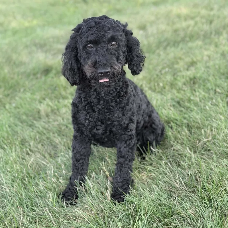 Pepper thumbnail 2