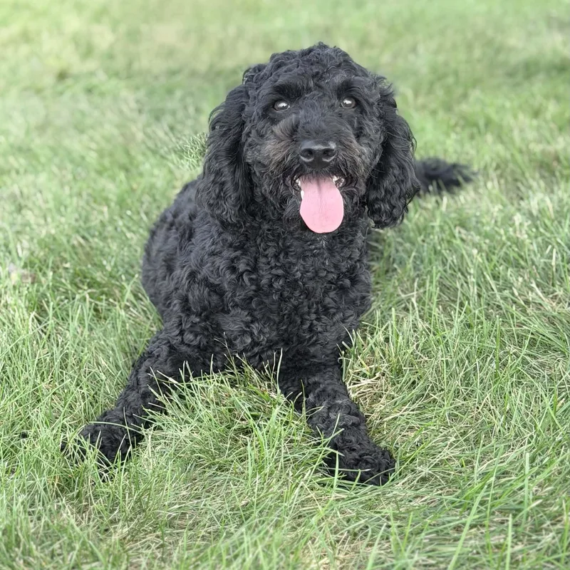 Pepper thumbnail 3