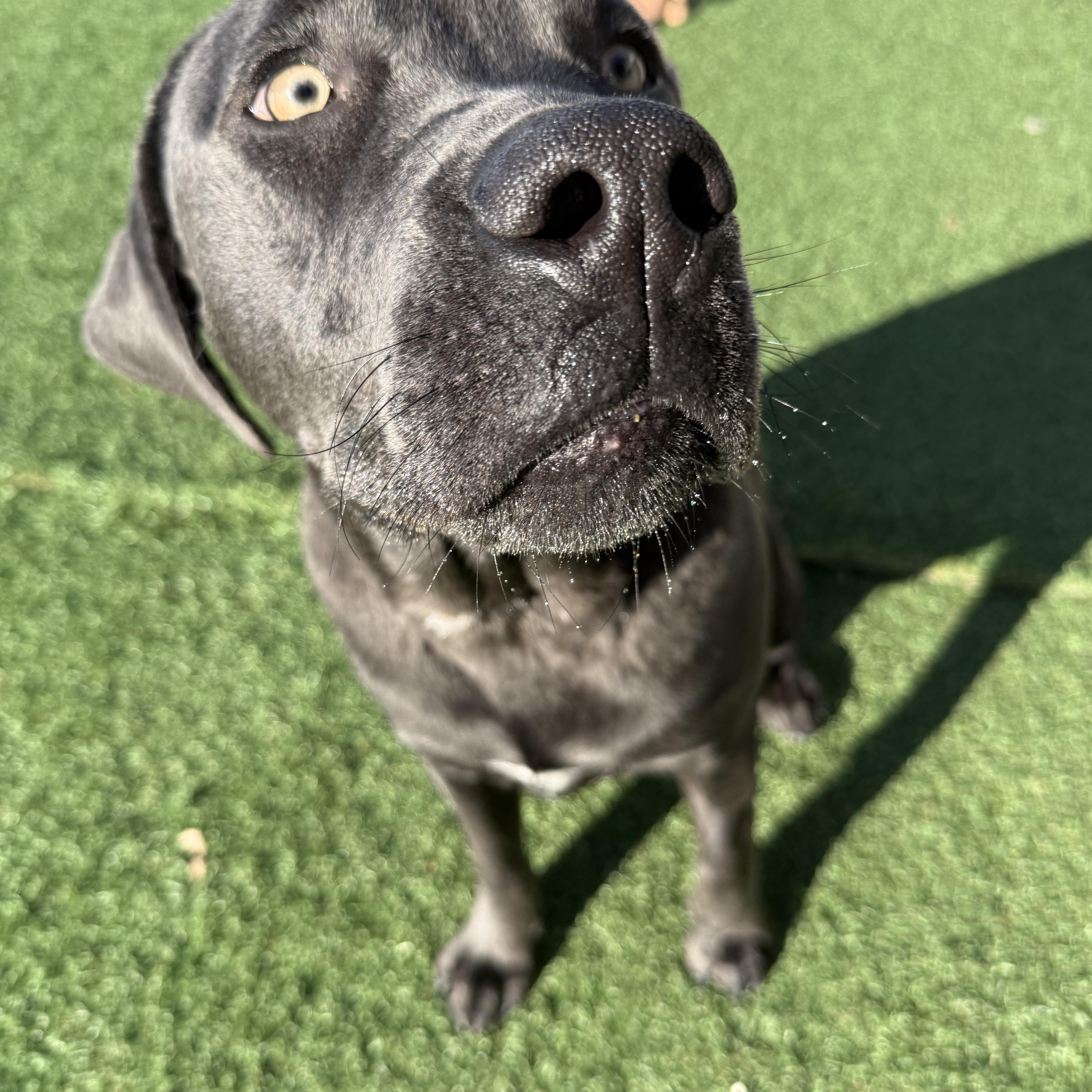 Quicksilver thumbnail 2