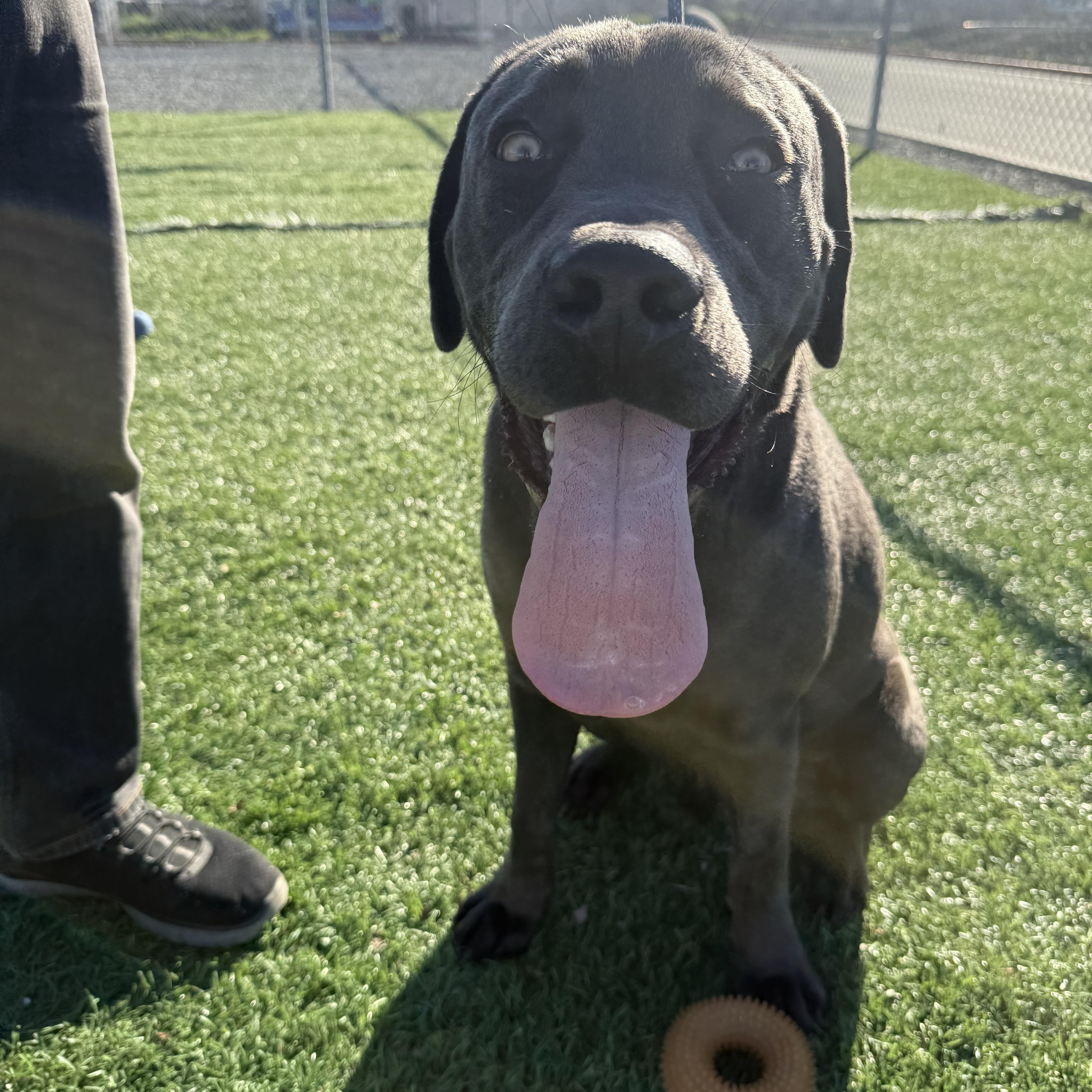 Quicksilver thumbnail 4