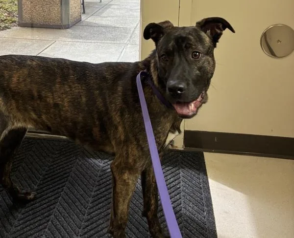 A young large-sized female German Shepherd Dog dog named Violet for adoption in Troutdale, OR