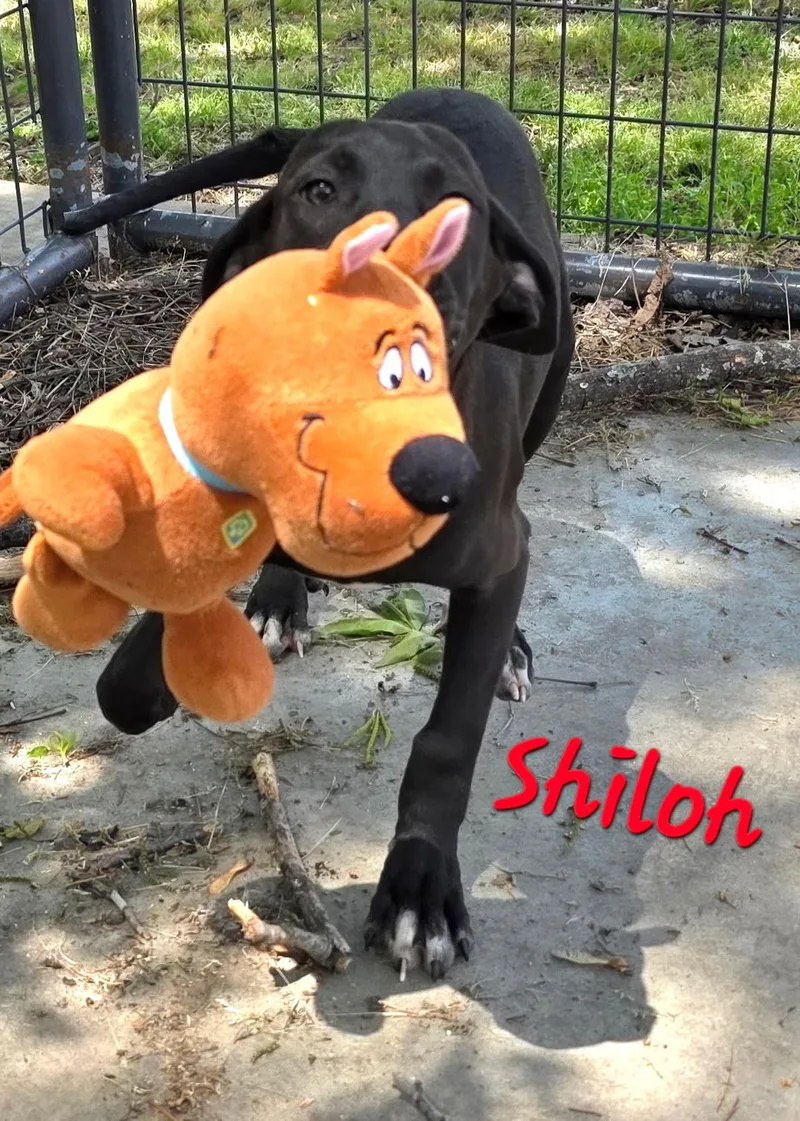 Shiloh thumbnail 2