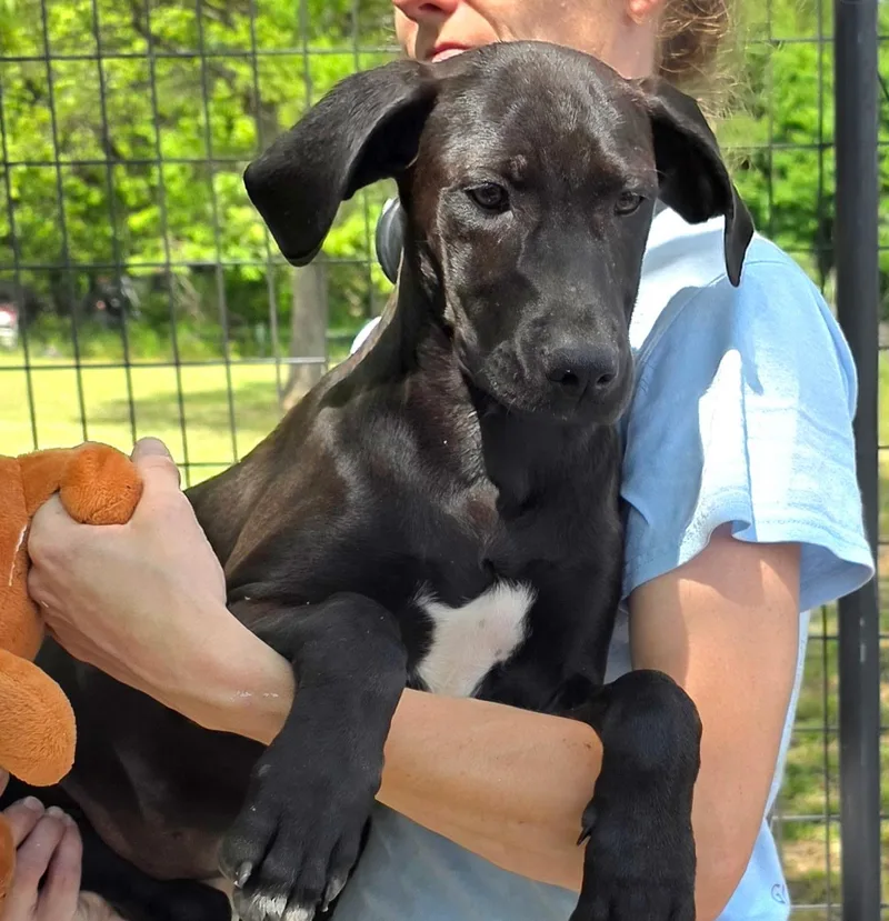 A baby medium-sized female Black Labrador Retriever dog named Shiloh for adoption in Watertown, CT
