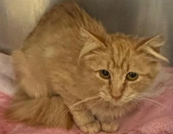 A young small-sized female Domestic Short Hair cat named Clair for adoption in Elizabethton, TN