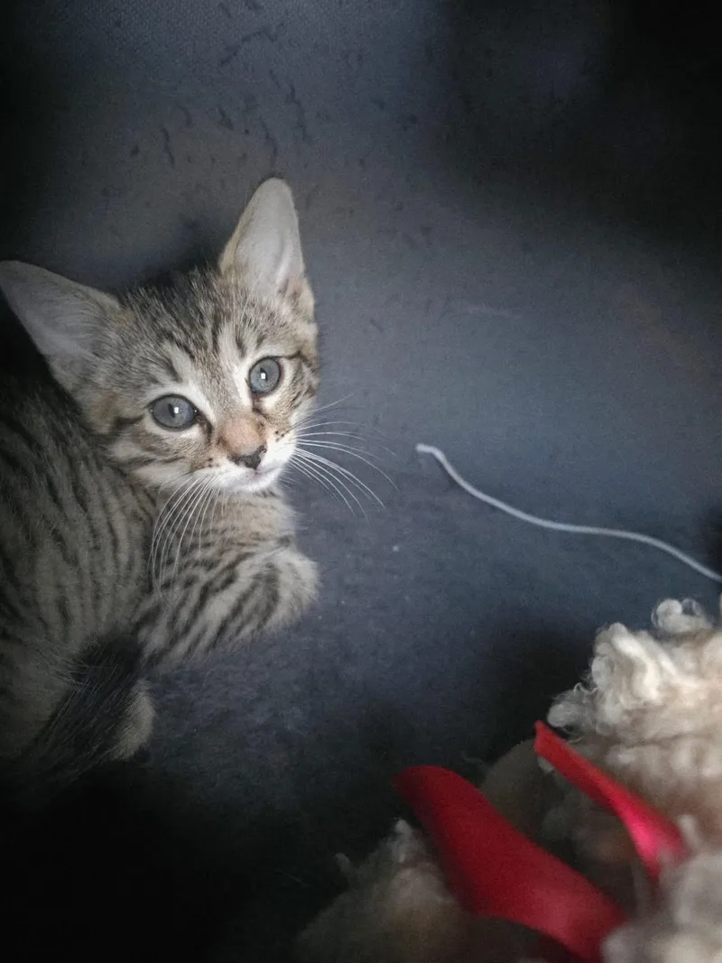 A baby medium-sized male Tabby (Brown / Chocolate) Domestic Short Hair cat named Jinx for adoption in Manhattan, KS