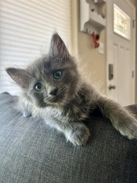A baby small-sized male Domestic Long Hair cat named Rusty for adoption in Colorado Springs, CO