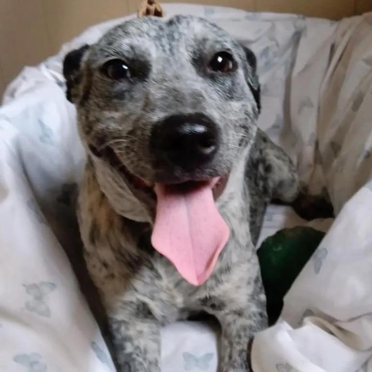 An adult medium-sized male Black Australian Cattle Dog / Blue Heeler dog named Jake for adoption in Oceanside, NY