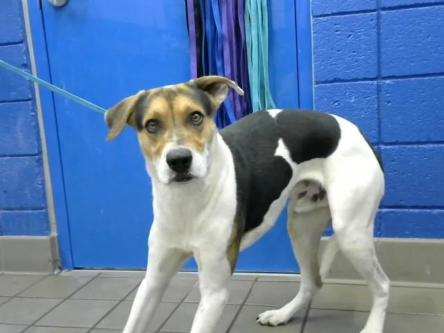 A young large-sized male Foxhound dog named Bandit for adoption in Albuquerque, NM