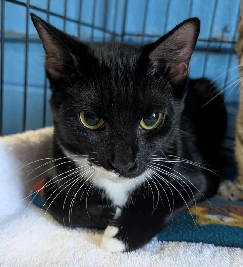 A baby medium-sized female Domestic Short Hair cat named Twinkle Toes for adoption in Ellijay, GA