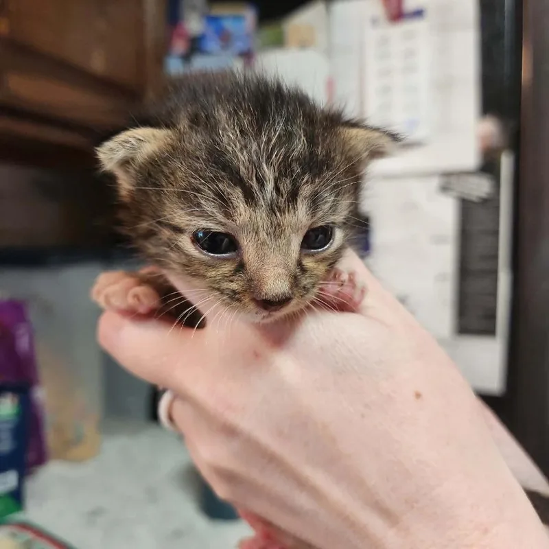 A baby small-sized male Domestic Short Hair cat named Timmy for adoption in Fulton, MO