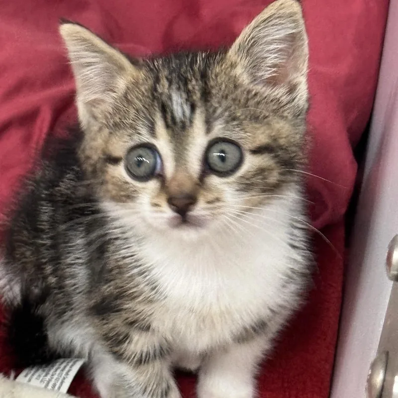 A baby small-sized female Black American Shorthair cat named Zeeba for adoption in Defiance, OH