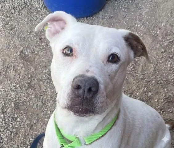 An adult large-sized female Pit Bull Terrier dog named Lily for adoption in Tucson, AZ