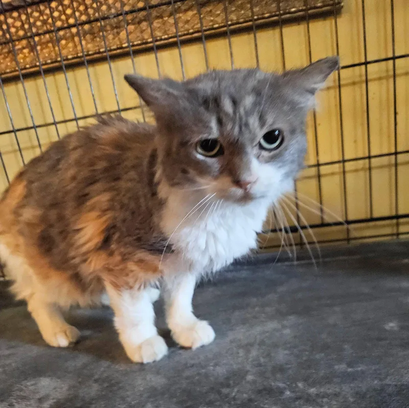 Kitkat