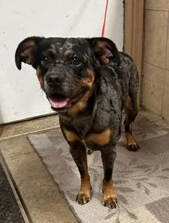 An adult medium-sized male Australian Cattle Dog / Blue Heeler dog named Harley for adoption in Denison, IA