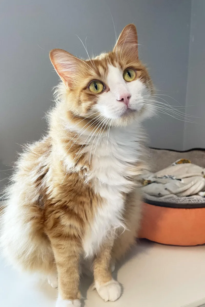 A young large-sized male Tabby (Orange / Red) Domestic Medium Hair cat named Jelly for adoption in Lincoln, NE