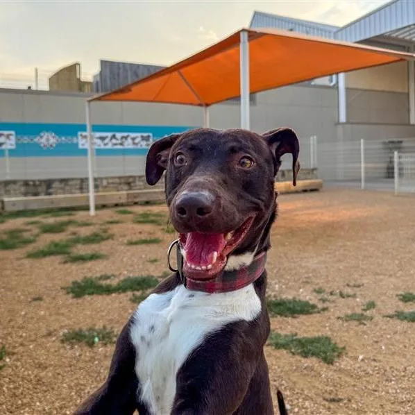 An adult medium-sized male Brown / Chocolate Mixed Breed dog named Thor for adoption in Bentonville, AR