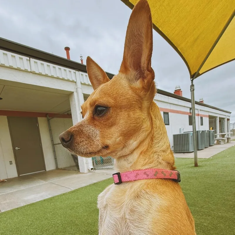 Stella thumbnail 5