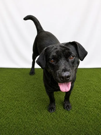 An adult large-sized male Mixed Breed dog named BuddyGuy for adoption in Covington, LA