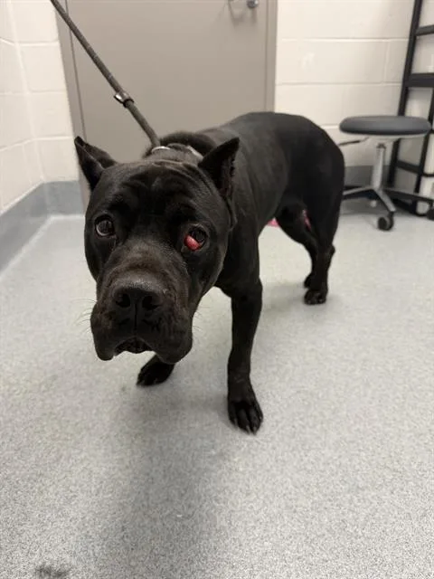 A young large-sized female Cane Corso dog named Shadow for adoption in Indianapolis, IN