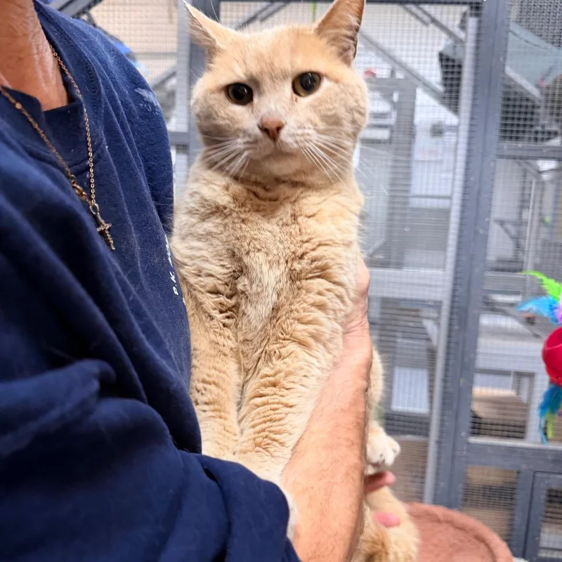 Kingsley thumbnail 2