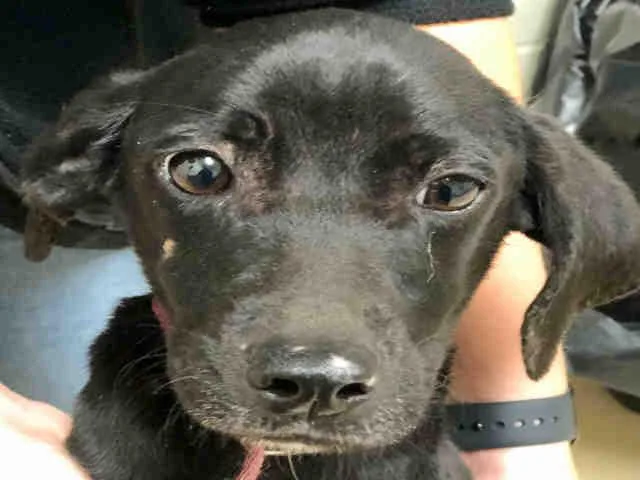 An adult small-sized male Labrador Retriever dog named Toby for adoption in Columbia, SC