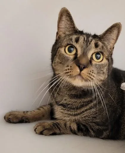 An adult medium-sized female Domestic Short Hair cat named Honey for adoption in Kalispell, MT