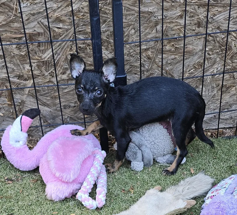 A baby small-sized female Bicolor Chihuahua dog named Dot for adoption in Apache Junction, AZ