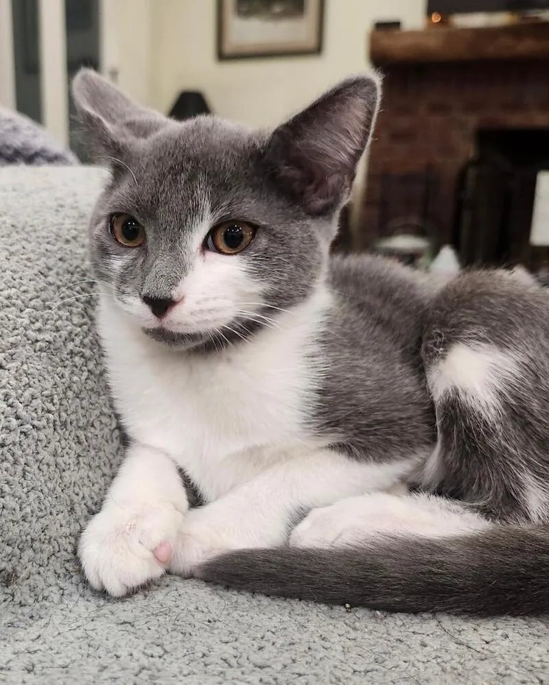 A baby medium-sized male Gray & White Domestic Short Hair cat named Gordon for adoption in Hartwell, GA