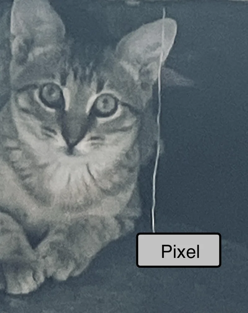 A baby medium-sized male Domestic Short Hair cat named Pixel for adoption in Zimmerman, MN