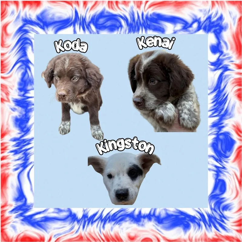 A young medium-sized male Bicolor Australian Cattle Dog / Blue Heeler dog named Kingston for adoption in Raleigh, NC