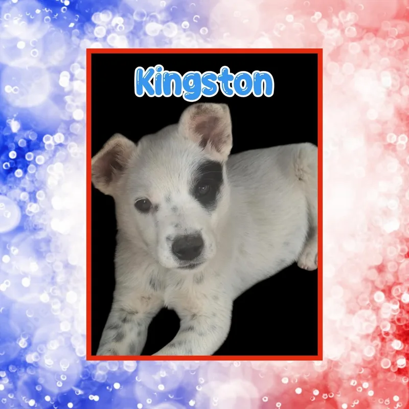 Kingston thumbnail 2