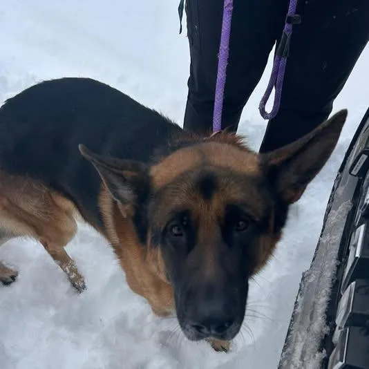 An adult large-sized male Black German Shepherd Dog dog named Cane for adoption in Bristol, IN