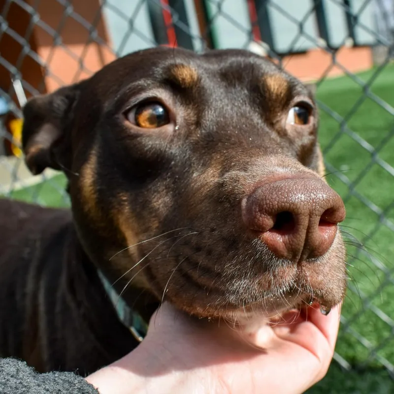 A senior medium-sized female Pit Bull Terrier dog named Lolita for adoption in Evansville, IN