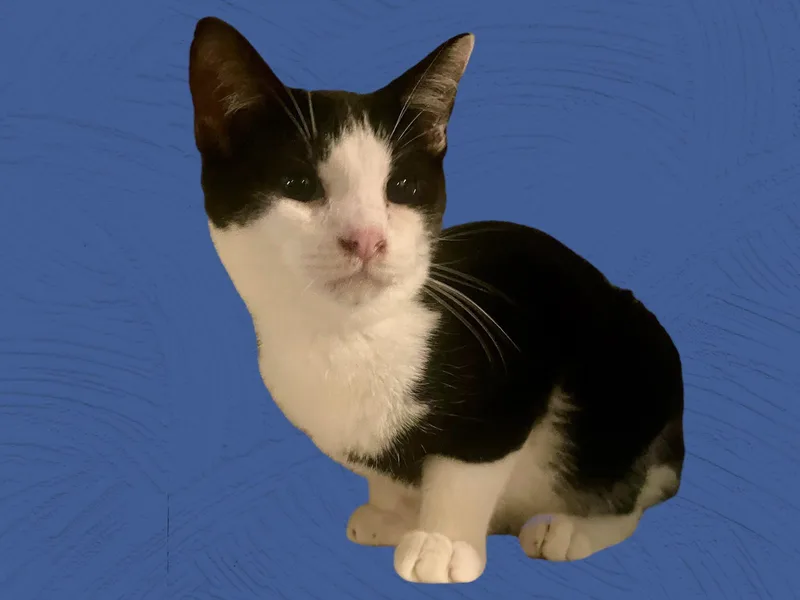 Paris Sc thumbnail 3