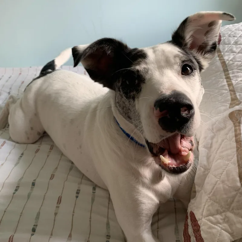 A senior medium-sized male Catahoula Leopard Dog dog named Luke for adoption in Lynchburg, VA