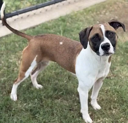 An adult medium-sized female Tricolor (Brown, Black, & White) Boxer dog named Reta for adoption in Dallas, TX