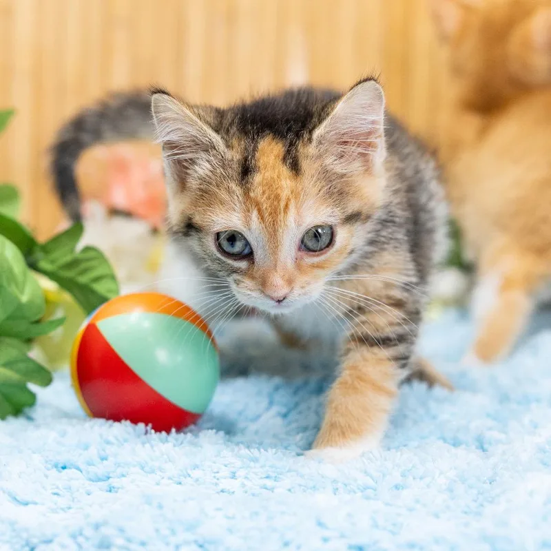 A baby small-sized female Calico Domestic Short Hair cat named Geesi for adoption in Durham, NC