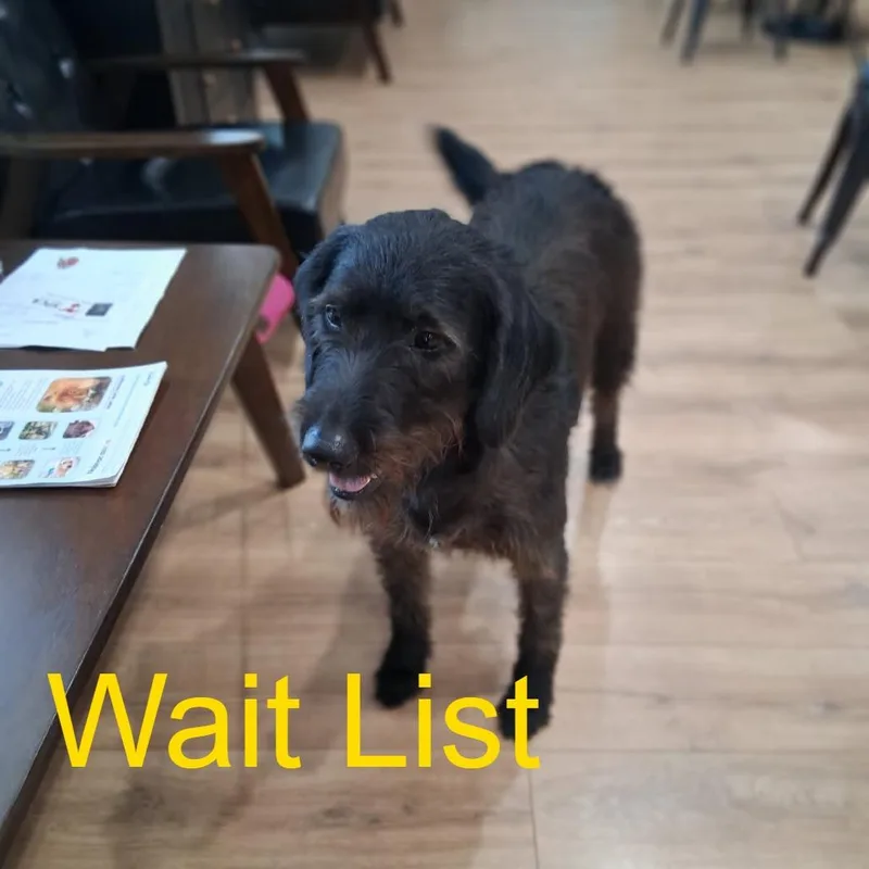 An adult medium-sized female Black Flat-Coated Retriever dog named Bongo for adoption in Livingston, TX