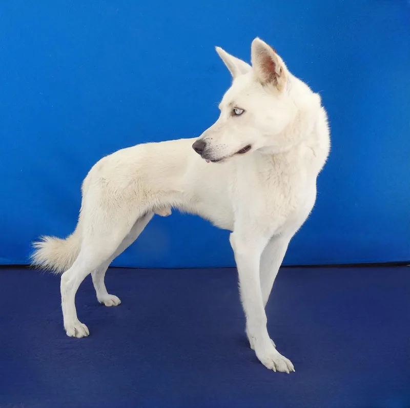 An adult large-sized male German Shepherd Dog named Kobe for adoption in Pasadena, CA