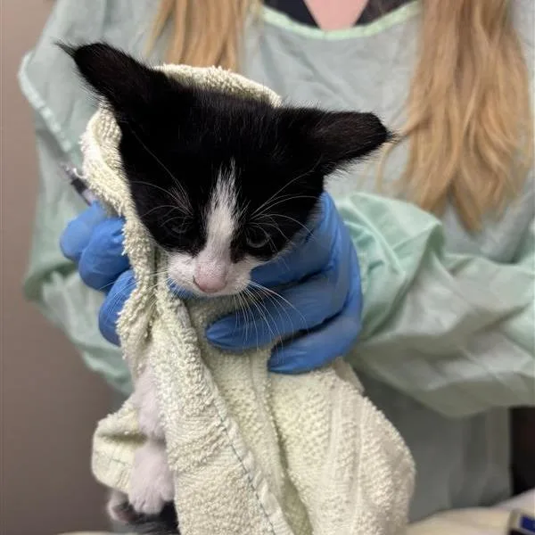 A baby small-sized female Black Domestic Short Hair cat named Magpie for adoption in Tempe, AZ