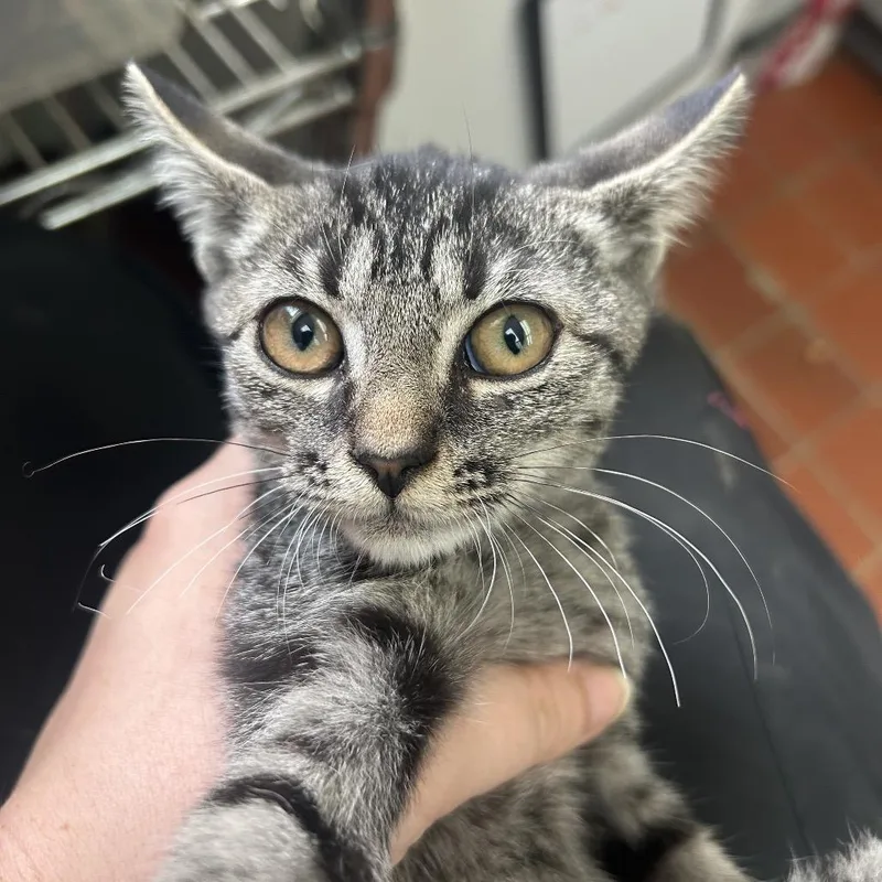 A baby small-sized female Domestic Short Hair cat named Angela for adoption in West Point, MS