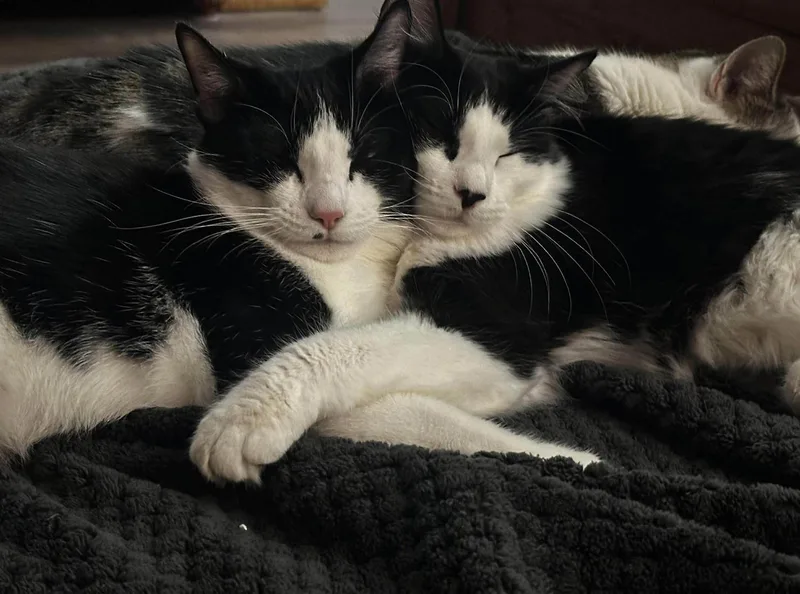 Scarlett  So Sweet! thumbnail 2