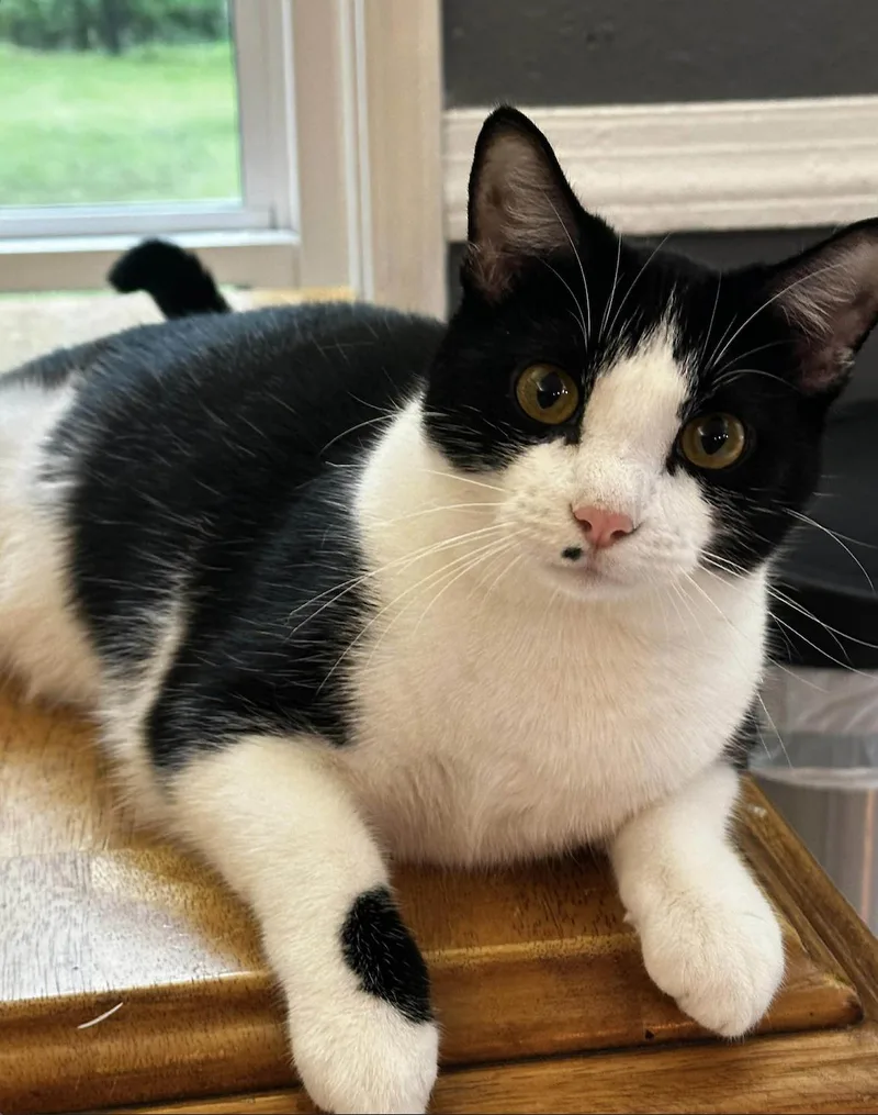 Scarlett  So Sweet! thumbnail 3