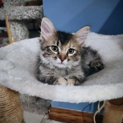 A baby medium-sized female Domestic Medium Hair cat named Muffin for adoption in Edmond, OK