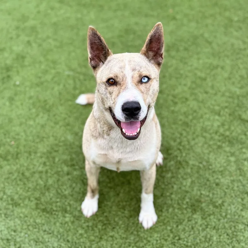 A young large-sized male Husky dog named Hades for adoption in Nashville, IN