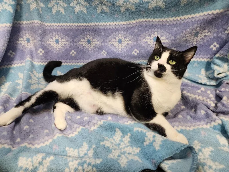 Violet Mama thumbnail 2