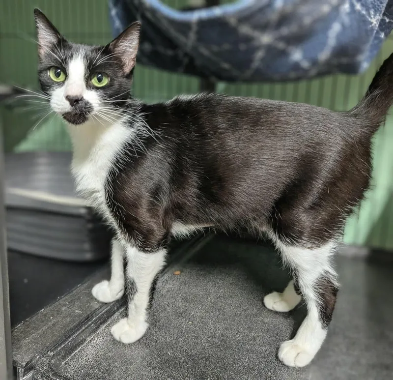 Violet Mama thumbnail 3