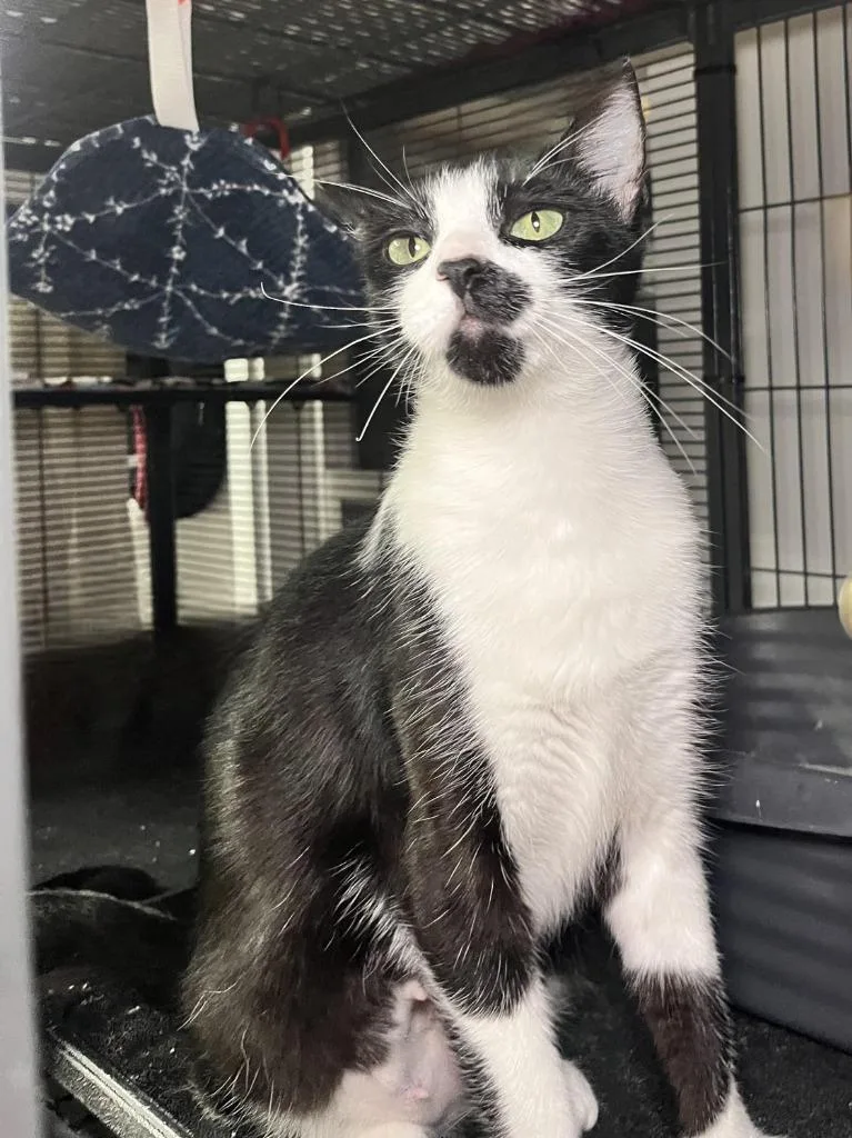 Violet Mama thumbnail 4