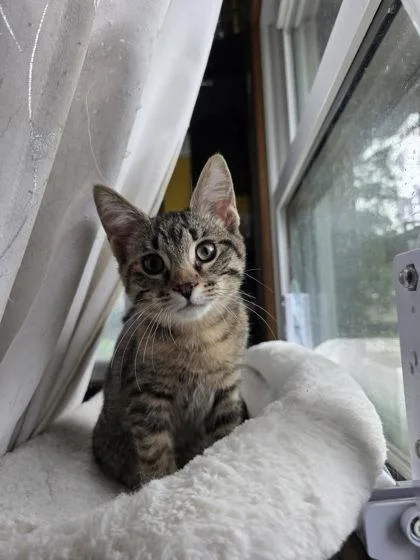 A baby small-sized female Domestic Short Hair cat named Cooties for adoption in Hobart, IN